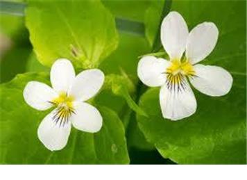 Nature jottings from Perrymill Lane April 2026