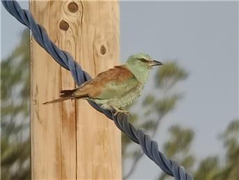 Nature jottings from Perrymill Lane June 2025