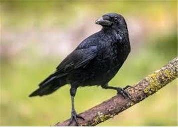 Nature jottings from Perrymill Lane February 2026