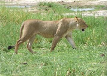 Nature jottings from Perrymill Lane January 2026